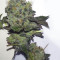 Girl Scout Cookies (BlimBurn Seeds) Cannabis-Samen