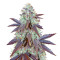 Grizzly Purple Kush (BlimBurn Seeds) Cannabis-Samen
