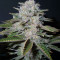 Head Stash Auto (Big Head Seeds) Cannabis-Samen