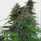Kosher Kush (Reserva Privada) Cannabis-Samen