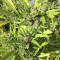 Panama Haze (Ace Seeds) Cannabis-Samen