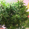 Pineapple Glue (Advanced Seeds) Cannabis-Samen