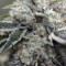 Rollex OG Kush (Devils Harvest Seeds) Cannabis-Samen