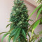 Sour Kush (Reserva Privada) Cannabis-Samen