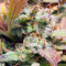 White Haze Automatic (White Label) Cannabis-Samen