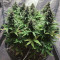 White Widow Autoflowering CBD (Dinafem Seeds) Cannabis-Samen