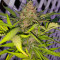 Auto Euforia (Dutch Passion) Cannabis-Samen