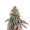 Blue Zushi feminisierte Samen (Original Sensible Seeds)