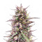 CBD Terra Italia (Female Seeds)