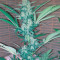 Exodus Cheese (GHS) Cannabis-Samen