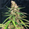 Fruit Punch Auto feminisiertes Saatgut (Heavyweight Seeds)