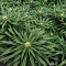 Jack Herer feminisierte Samen (Seedkeepers)