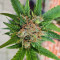 Mango Crunch regular (RQS) Cannabis-Samen
