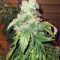 Marula Fruit regular (RQS) Cannabis-Samen