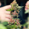 Purple Punch OG Samen feminisiert (Sweet Seeds)