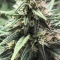 Gorilla Cookies Auto (Fast Buds) Cannabis-Samen zu verkaufen