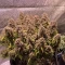 Gorilla Cookies Auto (Fast Buds) Cannabis-Samen zu verkaufen