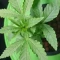 Kaufe Blackberry Moonrocks Samen feminisiert von AlphaFem Seeds