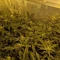 Kaufe Blackberry Moonrocks Samen feminisiert von AlphaFem Seeds