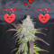 Lemon Pie Auto (Fast Buds) Cannabis-Samen zu verkaufen