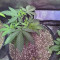 Strawberry Eclair (G13 Labs) Cannabis-Samen zu verkaufen
