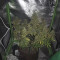 Kaufe Skywalker OG Auto Samen feminisiert von Barney's Farm