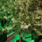 The Incredible Bulk (Dr. Krippling Seeds) Cannabis-Samen zu verkaufen