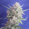 Cream Cookies Auto Cannabis-Samen Kaufen