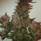 Blackberry Auto Cannabis-Samen Kaufen