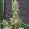 Original Big Bud Auto Cannabis-Samen Kaufen
