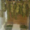 Kaufe Strawberry Pie Auto Samen feminisiert von Fast Buds