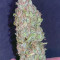Original Auto Cheese Cannabis-Samen Kaufen