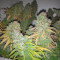 Blueberry Cheesecake (Female Seeds) Cannabis-Samen zu verkaufen