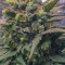 Zombie Death Fuck Cannabis-Samen Kaufen