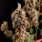 AK420 Cannabis-Samen Kaufen