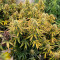 Californian Snow Auto (Fast Buds) Cannabis-Samen