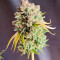 Kaufe Lemon Tree Samen feminisiert von Barney's Farm