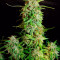 Monster Bruce Banner Cannabis-Samen Kaufen