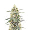 Sour Diesel Autoflower feminisierte Samen (Seedkeepers)