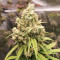 Sour Z strain