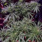 Amnesia Mac Ganja (Kera Seeds) Cannabis-Samen