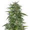 Blue Dream Feminized (Garden of Green)
