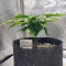 Blue Gelato 41 feminisierte Samen