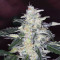 Bruce Banner #3 feminisierte Samen (Original Sensible Seeds)