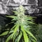 Candy Cane Mango Autoflower feminisierte Samen (Seedkeepers)