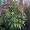 Crystal Gelato (Big Head Seeds)