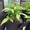 Forum Stomper Auto (Mephisto Genetics) Cannabis-Samen