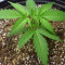 GG#4 Original Glue Auto (Auto Seeds) Cannabis-Samen