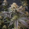 Godzilla Jealousy (Herbies Seeds)