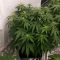 Gorilla Cookies Auto (Big Head Seeds)